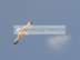 Gull and cloud.jpg (29kb)
